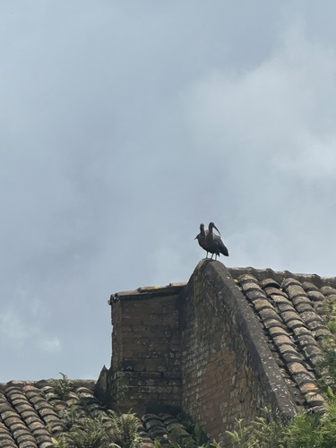 Hadada Ibis