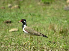 Vanellus indicus