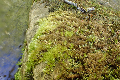 Sciuro-hypnum plumosum observed 2026-04-24