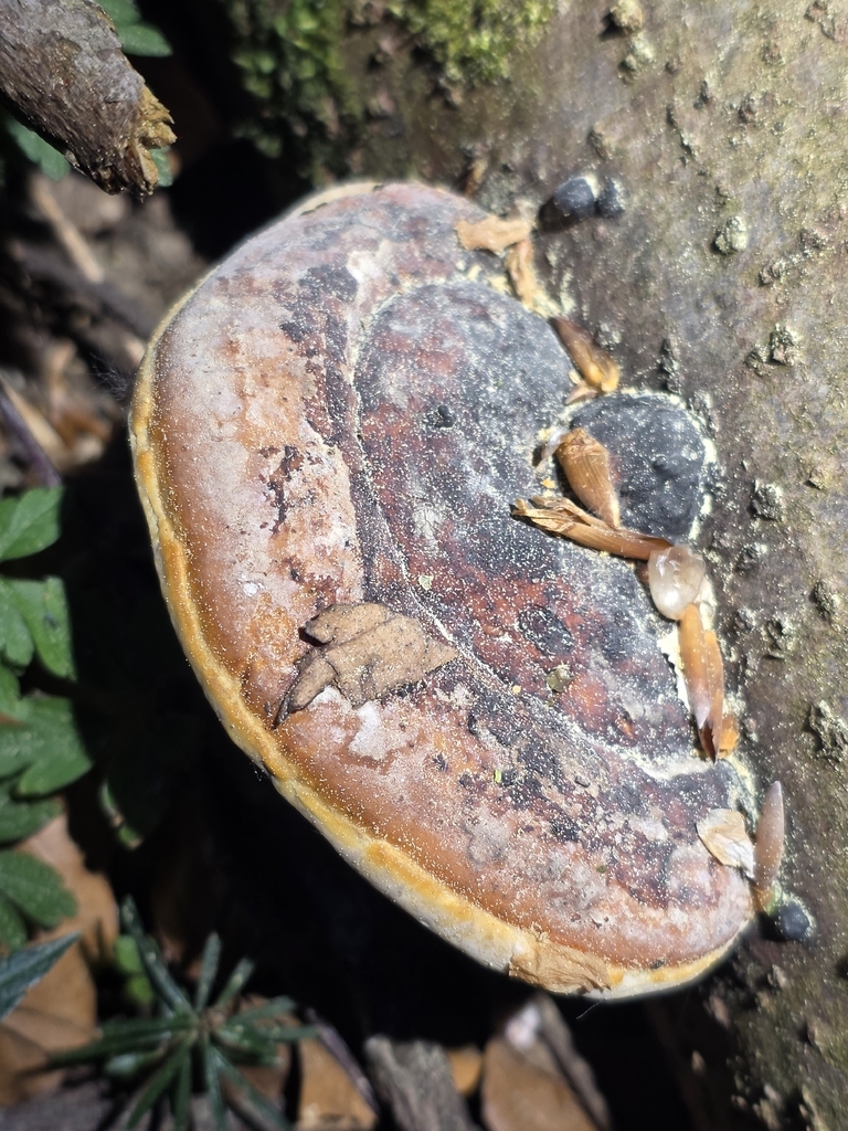 Fomitopsis pinicola · April 2026 · photo: © hyacinthus (iNaturalist, cc-by)