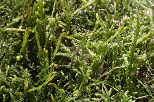 Heterocladium heteropterum observed 2026-04-24