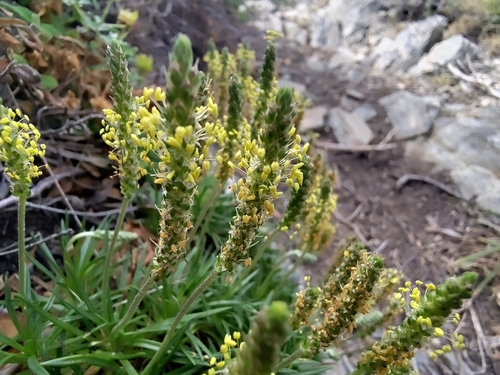 Plantago subulata, photograph 6