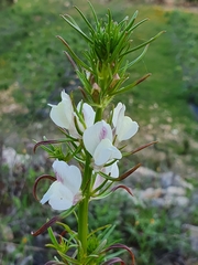 Misopates calycinum