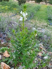 Misopates calycinum