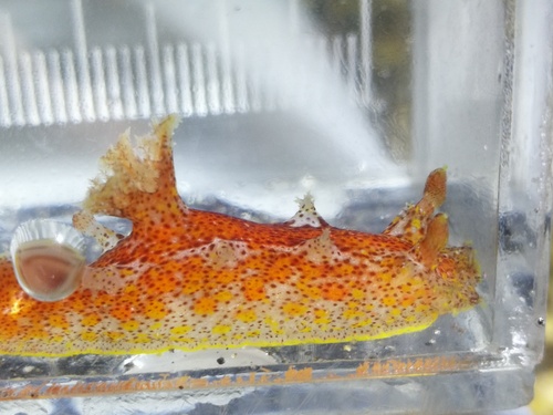 Plocamopherus maderae