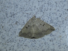 Blasticorhinus rivulosa