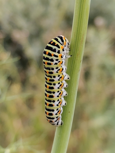 Desert Swallowtail