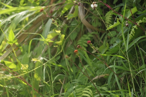 Gynura divaricata observed 2026-05-03