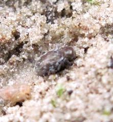 Pachnephorus pilosus