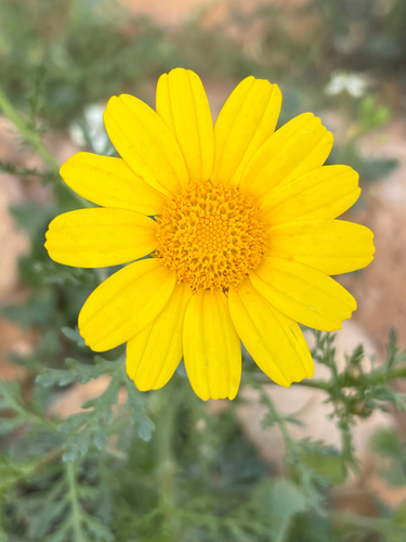 Garland Daisy