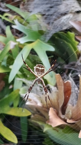 Silver Garden Orbweaver