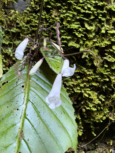 Streptocarpus wilmsii, photograph 2