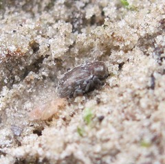 Pachnephorus pilosus