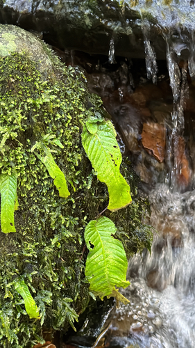 Streptocarpus wilmsii, photograph 4
