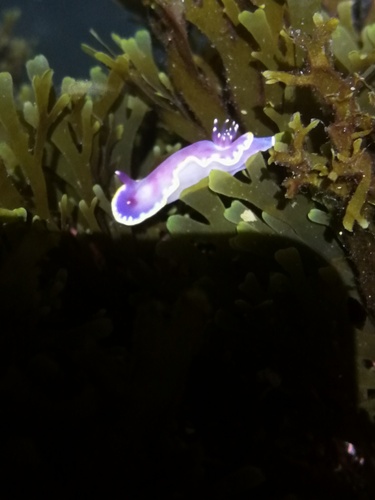 Rudmania purpurea