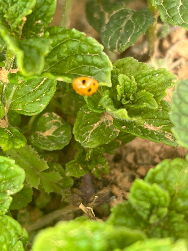 Algerian Seven-spotted Lady Beetle