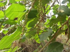 Coccoloba caracasana