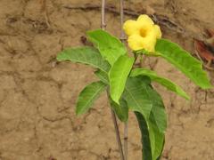 Tabernaemontana grandiflora