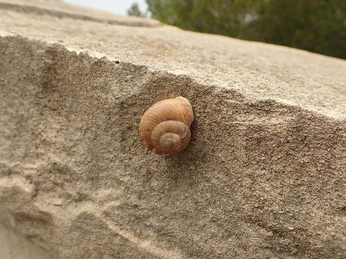 Eobania vermiculata