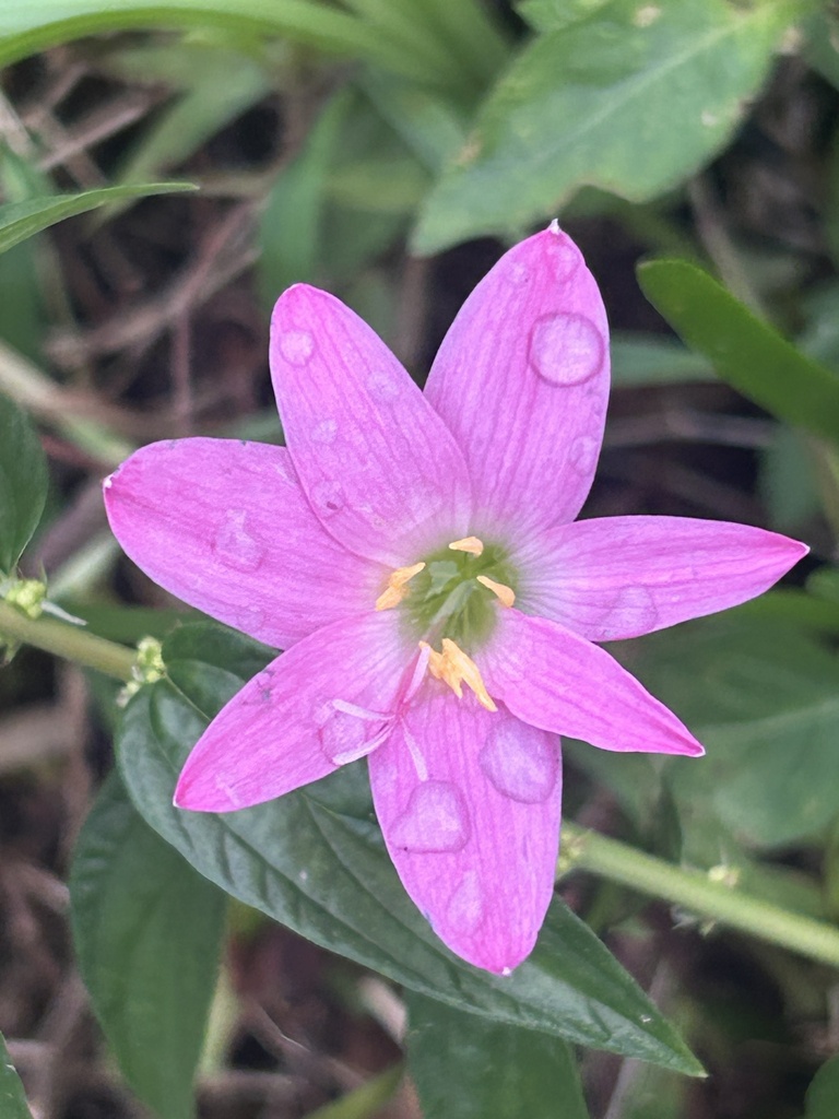 Pink Rain Lily (Zephyranthes carinata)