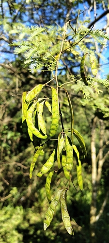 Mimosa bimucronata, photograph 2