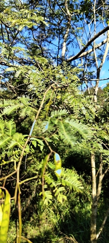 Mimosa bimucronata, photograph 3