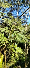 Mimosa bimucronata, photograph (c) Pablo H Capovilla, some rights reserved (CC BY)
