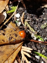 Coccinella septempunctata