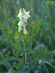 Hedysarum sulphurescens