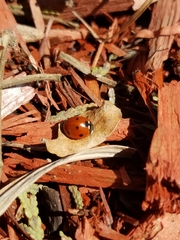Coccinella septempunctata