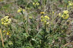 Lyperia