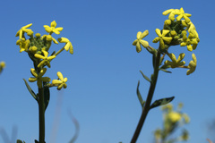 Lyperia