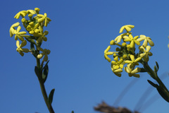 Lyperia