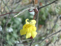 Neogaerrhinum filipes
