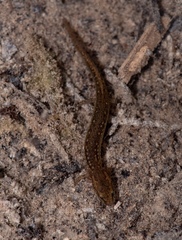 Eurycea neotenes