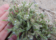 Cryptantha crassisepala
