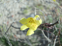 Neogaerrhinum filipes