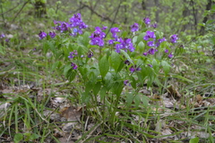 Lathyrus vernus