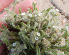 Cryptantha crassisepala