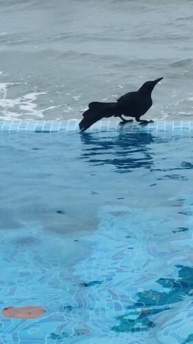 Great-tailed Grackle