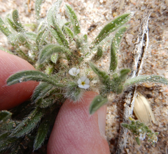 Cryptantha crassisepala