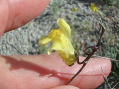 Neogaerrhinum filipes