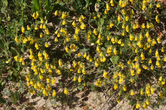 Hermannia grossularifolia