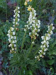 Pedicularis contorta