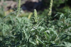 Ambrosia arborescens