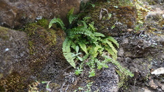 Asplenium peruvianum