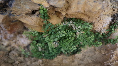 Asplenium triphyllum