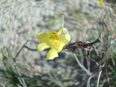 Neogaerrhinum filipes