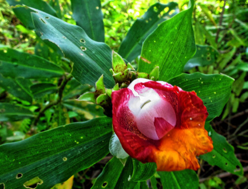 Costus lucanusianus