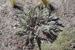 Astragalus arequipensis